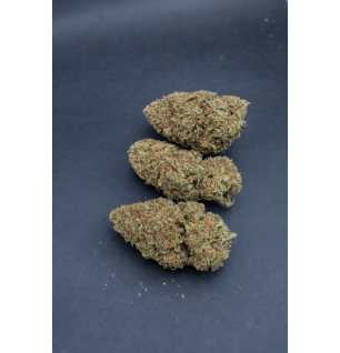 BUDDHA CARAMEL - GLASSHOUSE