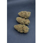 BUDDHA CARAMEL - GLASSHOUSE