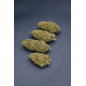 FRUIT CAKE - GLASSHOUSE