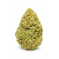 FRUIT CANDY - GLASSHOUSE FRUIT CANDY - GLASSHOUSE