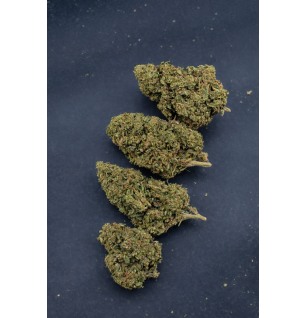 GORILLA KUSH - GLASSHOUSE