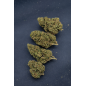 GORILLA KUSH - GLASSHOUSE