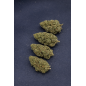 PINEAPPLE EXPRESS - GLASSHOUSE PINEAPPLE EXPRESS - GLASSHOUSE