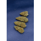 TROP CHERRY - GLASSHOUSE TROP CHERRY - GLASSHOUSE