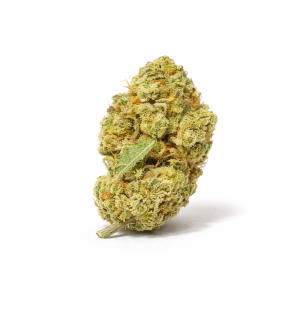 LEMON - SMALLBUD