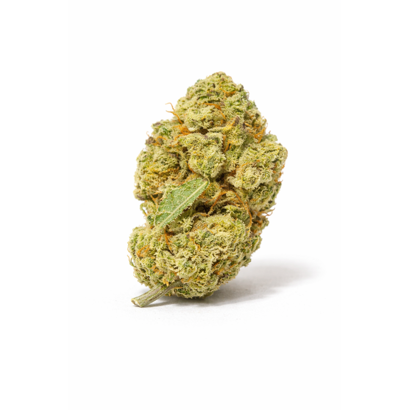 LEMON - SMALLBUD LEMON - SMALLBUD