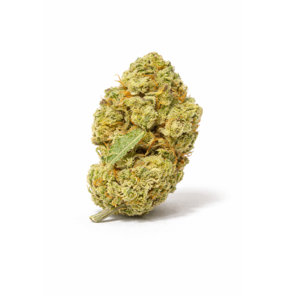 LEMON - SMALLBUD