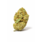 LEMON - SMALLBUD LEMON - SMALLBUD