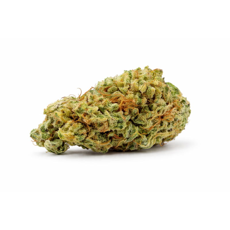 ORANGELLO - SMALLBUD ORANGELLO - SMALLBUD