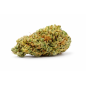 ORANGELLO - SMALLBUD ORANGELLO - SMALLBUD