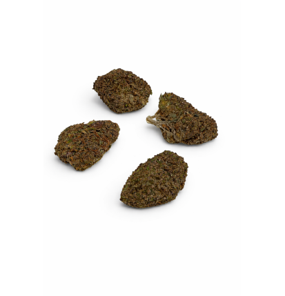 PURPLE - GREENHOUSE