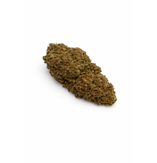 OG KUSH - GREENHOUSE