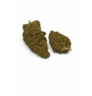 OG KUSH - GREENHOUSE