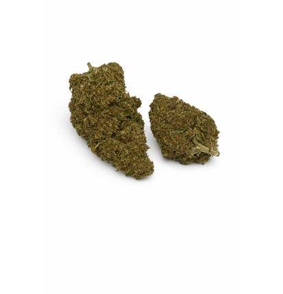 OG KUSH - GREENHOUSE