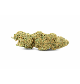 LEMON - GREENHOUSE
